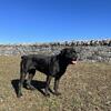 Professional Pet Sitting & Dog Training