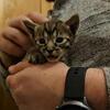 Savannah Kittens with Payment Plans