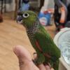 Baby black capped conure