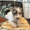 *Daxton* Male Miniature Schnauzer