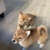 Pure Breed Shiba Inu Puppies