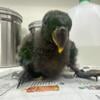 Baby Male Eclectus