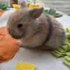 Holland Lop Baby Bunnies