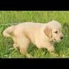 Golden Retriever Puppies