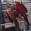 Camelot Macaw Breeding pair