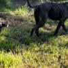 Presa Canario female (aka Canary Island Mastiff)