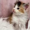 Laycee - Silver Torbie & White Maine Coon Female