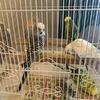 English Budgies