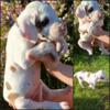 AKC Great Dane puppies RTG 5/8/24