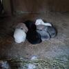 Beautiful greys blacks and white ones