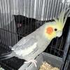 Singing young cockatiel for sale