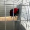 Eclectus egg laying pair