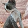 Devon Rex kittens available