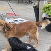 Cocker spaniel mix