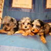 Sweet Mini Schnoodle puppies looking for new homes now!