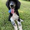 Standard Poodles - Morehead Kentucky - Phantom Standard Poodle and Cream Parti Poodle