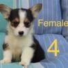 AKC Welsh Penbroke corgi puppy