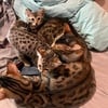 Male bengal kitten