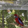 Male rosella