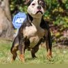 Tri color American bully Male