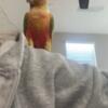 1 Conure pair for sale male and female