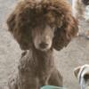 Female Moyen Standard Poodle