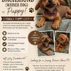 Female wiener puppy
