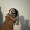 French Bulldog pup born 4/20