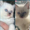 5 Ragdoll kittens Kats Ravishing Ragdolls