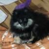 Akc black and tan Pomeranian puppy