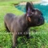 French bulldog puppies (reduced) 