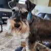 AKC Schnauzer Puppies due in November 2024