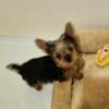 Yorkie puppies ready now!