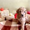 Mini golden doodles looking for their forever home!