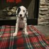 AKC Dalmatian Puppies Available