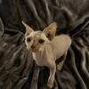 Kitten for sale!