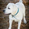 Beautiful Polar Bear White English Lab puppies