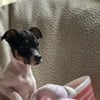 Ckc registered Rat Terriers