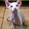 Elf male SPHYNX  kitten lover ready now! Cat naked