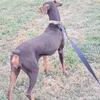 Akc red female 3 years old