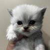 SILVER SHADED MALE PERSIAN