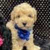 Toy Poodle AKC registered