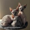 Sphynx kittens  standard & bambino TAKING DEPOSITS