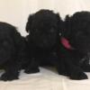 Ckc Toy poodles male and females