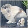Blue Eyed Holland Lop Available