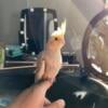 Beautiful young hand fed/tamed cockatiel