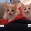 These beautiful 12 week old Ginger Ragdoll kittens are ready for their forever homes, Cinnamon is a male sugar is a girl