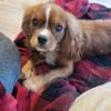 1.5 year old female Cavalier King Charles Spaniel 