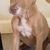 Adorable 10-Week-Old Puppies - Free to Good Homes!