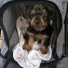 5 Darling Male Yorkshire Terrier Pups looking for a loving home